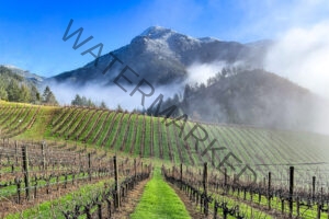 Rows of dormant winter grapevines on a hillside vineyard, with low clouds and morning mist rolling through a wooded mountain valley beneath a lightly snow-dusted peak and clear blue sky.