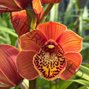 A close-up of a deep orange cymbidium orchid with a yellow lip dramatically speckled in burgundy, photographed against soft green foliage at Orchid Gallery.