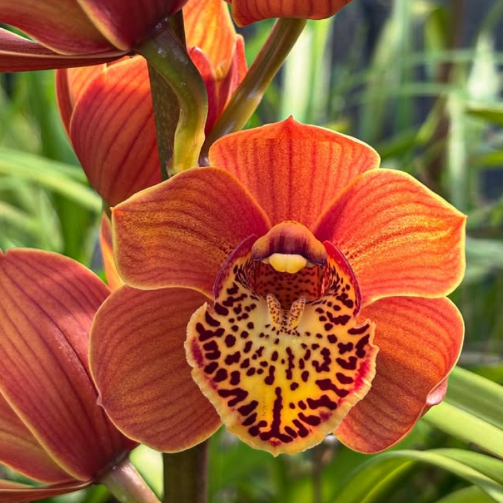 A close-up of a deep orange cymbidium orchid with a yellow lip dramatically speckled in burgundy, photographed against soft green foliage at Orchid Gallery.
