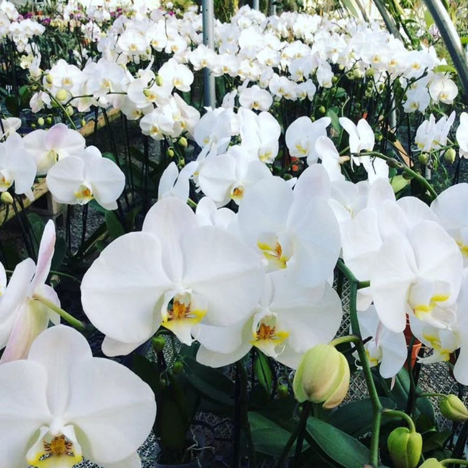 Rows of white phalaenopsis orchids in full bloom inside a greenhouse at Orchid Gallery, with dozens of cascading flower spikes and emerging green buds extending into the background.