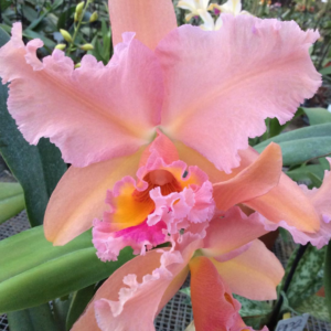 A large frilled cattleya orchid in shades of soft pink and peach, with a ruffled magenta-edged lip and bright orange throat, photographed in close-up at Orchid Gallery.