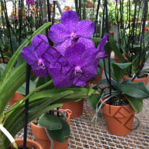A cluster of vivid purple vanda orchids with mottled blue-violet patterning, blooming on a tall stem in a terracotta pot inside one of the greenhouses at Orchid Gallery. More potted orchids and tropical plants are visible in the background.