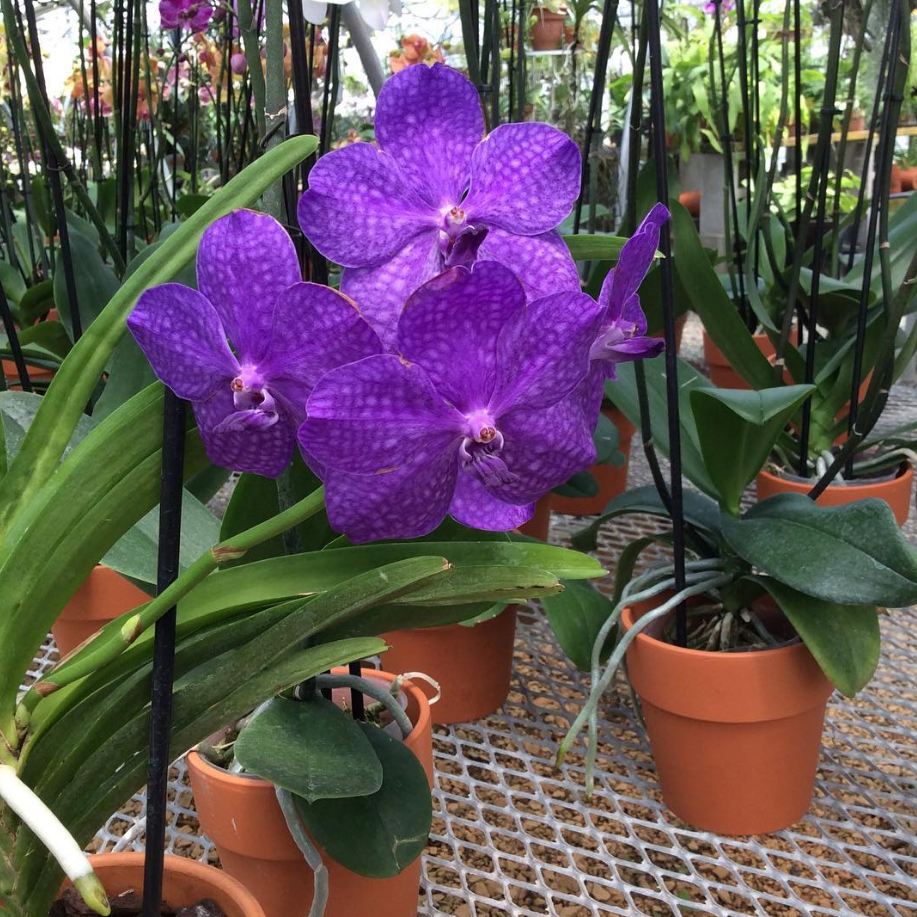 A cluster of vivid purple vanda orchids with mottled blue-violet patterning, blooming on a tall stem in a terracotta pot inside one of the greenhouses at Orchid Gallery. More potted orchids and tropical plants are visible in the background.