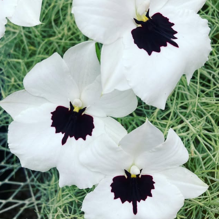 Three white miltoniopsis orchids with dramatic dark purple centers and yellow throats, photographed in close-up against a backdrop of feathery green foliage at Orchid Gallery in Pittsboro.