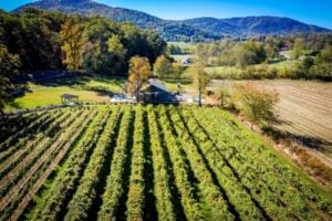 Aerial view of a vineyard in autumn, with neat rows of green grapevines leading toward a small gray barn surrounded by trees in fall color, rolling farmland, and wooded mountain ridges under a clear blue sky.