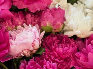 A close-up overhead view of freshly cut peonies bunched tightly together, in three color varieties: deep magenta-pink with ruffled layered petals, soft blush pink with delicate cupped petals, and creamy white with full ruffled blooms. Several flowers are still in tight bud form, showing green sepals at the base. Water droplets cling to the petals, suggesting they were recently misted or just rained on. The blooms fill the entire frame edge to edge, with glimpses of green stems and leaves visible between them.