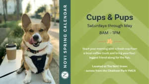 Promotional graphic for "Cups & Pups," part of the NoVi Spring Calendar, held Saturdays through May from 8AM to 1PM. The left side features a photograph of a tan and white Pembroke Welsh corgi sitting on a sidewalk bench beside a takeaway coffee cup with a brown sleeve and black lid. The corgi wears a black tactical-style harness with an orange and black collar, has its tongue out licking its nose, and a leash trails down the bench. A blurred sunlit street scene with greenery is visible in the background. A dark teal vertical band separates the image from the right side, which has a light green chevron-patterned background with dark navy and white text inviting visitors to start their morning with a fresh cup from a local coffee truck and bring their four-legged friend along, with the location noted as The NoVi Green across from the Chatham Park YMCA. A small orange flower icon and a circular logo with stylized lettering appear as accents.