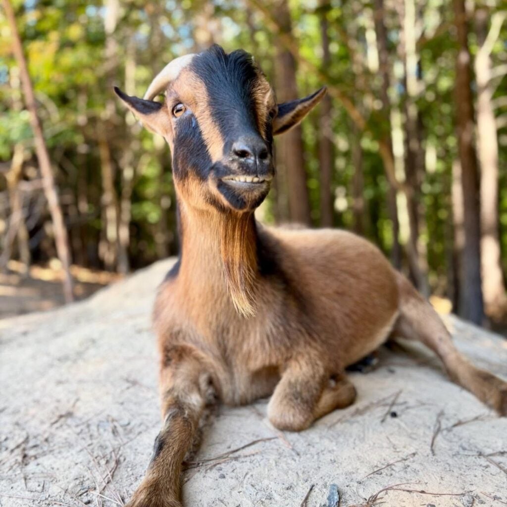 Close-up portrait of a friendly farm goat at Old Mill Farm. The goat is tan and dark brown with a single curved horn, a long beard, and an unmistakable grin showing its lower teeth. It rests comfortably in a sandy clearing with green trees softly blurred in the background.