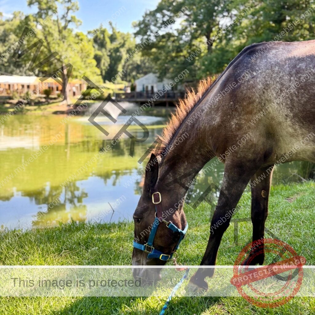 A dark roan horse wearing a turquoise halter grazes on the green grass at the edge of Old Mill Farm's pond. A white fountain sprays gently in the middle of the water, reflecting trees and a small white outbuilding. A wooden deck and the farm's covered event spaces are visible across the pond.