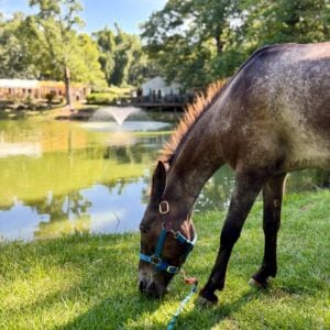 A dark roan horse wearing a turquoise halter grazes on the green grass at the edge of Old Mill Farm's pond. A white fountain sprays gently in the middle of the water, reflecting trees and a small white outbuilding. A wooden deck and the farm's covered event spaces are visible across the pond.