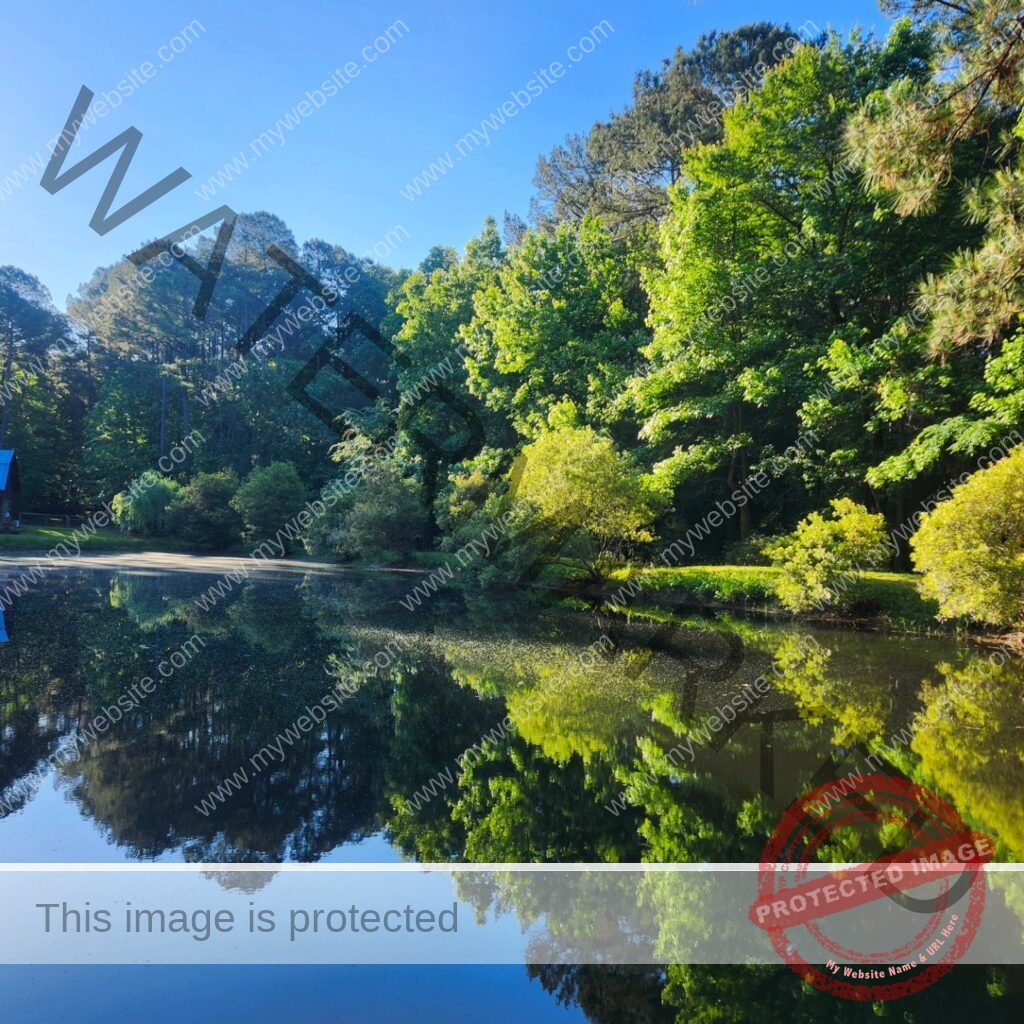 A serene morning view of Sky Pond's namesake pond, the water utterly still and mirroring a clear blue sky and a wall of bright spring-green hardwoods and pines along the far bank. A pine branch frames the upper right corner; the edge of the cabin is just visible in the far left background.