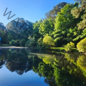 A serene morning view of Sky Pond's namesake pond, the water utterly still and mirroring a clear blue sky and a wall of bright spring-green hardwoods and pines along the far bank. A pine branch frames the upper right corner; the edge of the cabin is just visible in the far left background.
