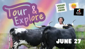 Promotional banner for "Tour & Explore" on June 27. The title "Tour & Explore" appears in playful purple and pastel brushstroke lettering at upper left, with a soft rainbow gradient wash across the sky. The photograph shows a smiling woman with short dark hair standing behind a wire fence in a sunlit pasture, feeding two large black-and-white longhorn cattle a handful of greens. In the upper right, three callout boxes read "Vegan Food From" alongside the colorful Soul's Kitchen sunburst logo and the Xochitla Bakehouse and Kitchen logo. Bold white text in the lower right reads "JUNE 27."