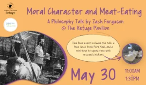 Event flyer on a warm marigold background. The title "Moral Character and Meat-Eating: A Philosophy Talk by Zach Ferguson @ The Refuge Pavilion" appears in purple hand-lettered script at the top. Logos for Piedmont Farm Animal Refuge and Carolina Public Humanities sit in the upper left corner. A purple-outlined organic-shaped photo at lower left shows a black-and-white scene of speaker Zach Ferguson — a man with glasses, a beard, and a patterned short-sleeved shirt — addressing an audience in an outdoor pavilion, with a fluffy sheep gazing toward the camera in the foreground. A cream-colored speech-bubble callout reads: "This free event includes the talk, a free lunch from Pure Soul, and a mini-tour to spend time with rescued chickens," with an arrow pointing to a small circular photo of three white rescued chickens resting on hay. Event details in large purple lettering: "May 30, 11:00 AM – 1:30 PM."