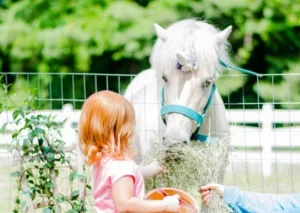 A young red-haired child in a pink shirt reaches over a wire fence to offer a handful of hay to a white pony wearing a teal halter. The pony lowers its head to eat. Green foliage frames the left side, and a white wooden fence and trees fill the background.