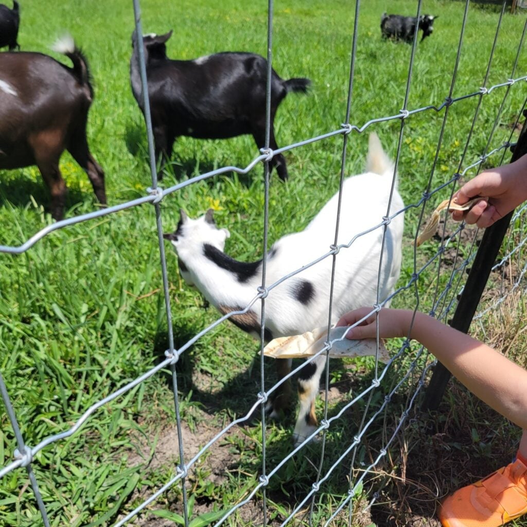 Children's hands reach through a wire fence to offer pieces of flatbread to a white goat with black markings. Several black and brown goats graze in the sunny green field behind it.