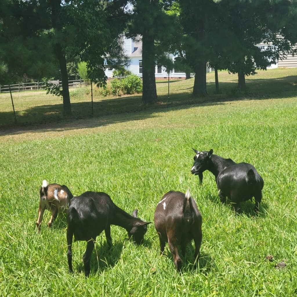 Four small black and brown goats graze in a sunny, fenced grass field. Tall pine trees and a light-blue two-story farmhouse stand in the background.