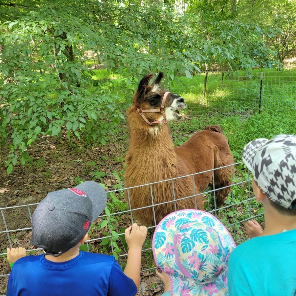 Three children in sun hats and ball caps, seen from behind, stand at a wire fence watching a brown llama wearing a rose-colored halter. The llama stands in a shaded, wooded enclosure with green undergrowth.
