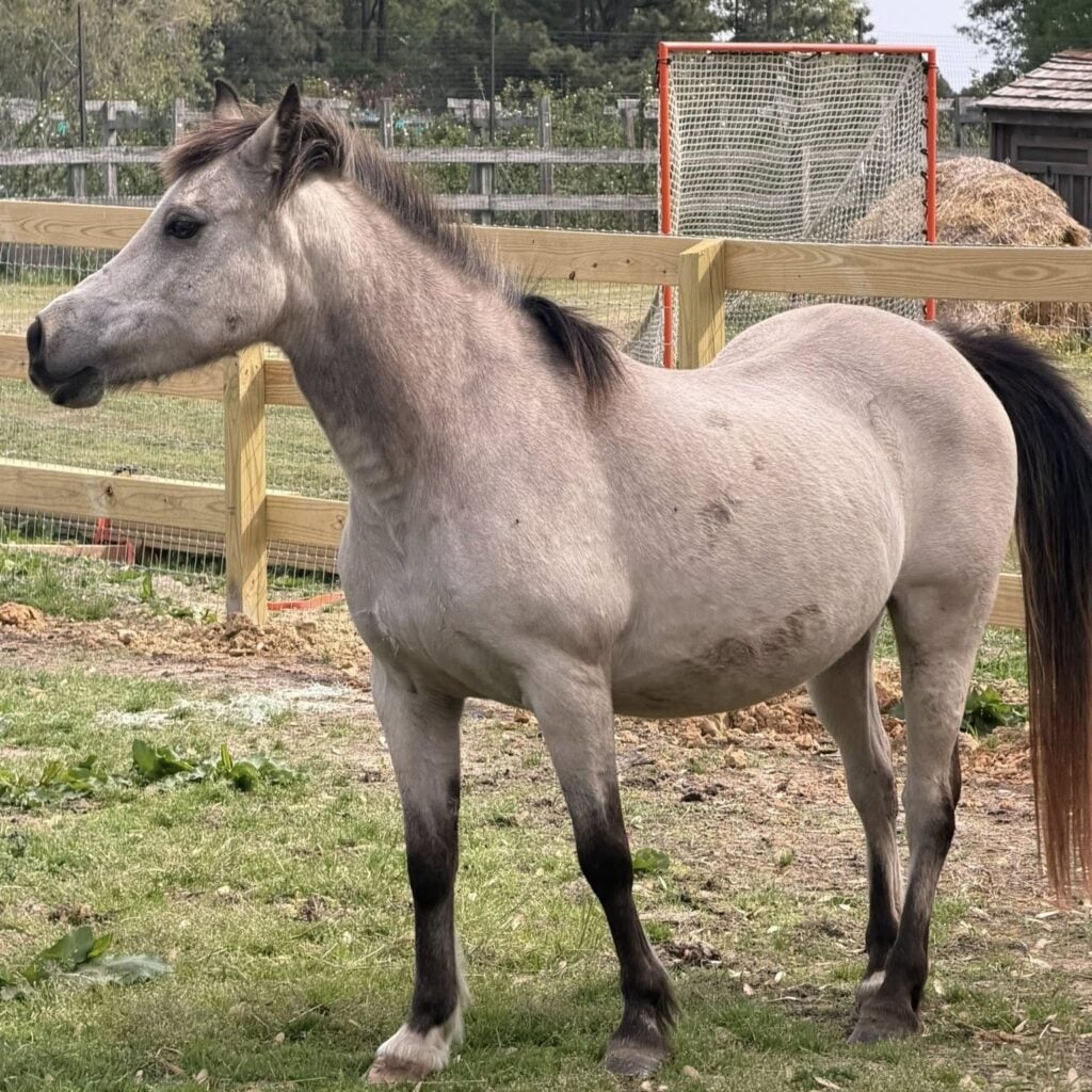 A gray pony with a dark mane and tail stands in profile in a dirt-and-grass paddock, bordered by a wooden post-and-wire fence. An orange-framed net goal and a round hay bale sit in the background near a small shed and trees.
